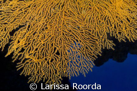 Great Barrier Reef Sea Fan. by Larissa Roorda 