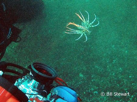 "I may be small, but..."   A juvenile lionfish warns my b... by Bill Stewart 
