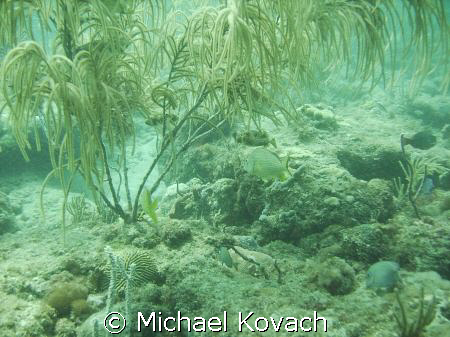 Third reef line off Fort Lauderdale by Michael Kovach 