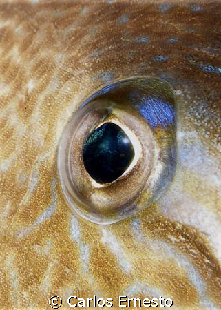 Trigger fish eye.Olympus c-7070 and YS-60 by Carlos Ernesto 