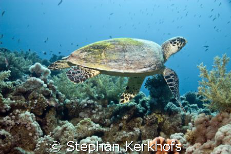 Hawksbill turtle (Eretmochelys imbricata) taken at Ras Ka... by Stephan Kerkhofs 