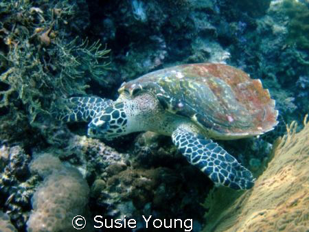 turtle in Phi Phi by Susie Young 