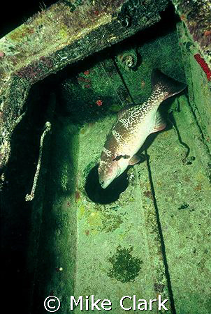 Huge Grouper leaves the wreck via a porthole. by Mike Clark 