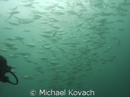 School of fish on the first reef line East of the Anglin ... by Michael Kovach 
