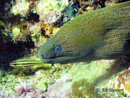 "What's all the fuss about" Green Moray poking his head o... by Bill Stewart 