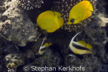 Lucky shot with 2 Masked butterflyfishes (Chaetodon semil... by Stephan Kerkhofs 