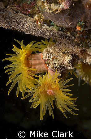 Coral found on a night dive in Dahab.
Nikon D70 60mm len... by Mike Clark 