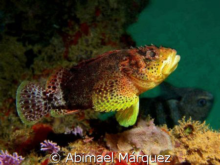 Reef Scorpionfish, Crash Boat Pier, Aguadilla by Abimael Márquez 