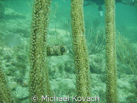 Puffer fish hiding on the inside reef at Lauderdale by th... by Michael Kovach 