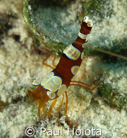 Ambon Cleaner Shrimp. Bonaire. Canon XTi 100mm. by Paul Holota 