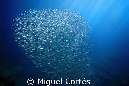 School of small fishes. by Miguel Cortés 