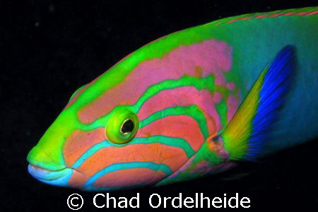 A Beautiful Wrasse that was buzzing my camera. After mult... by Chad Ordelheide 