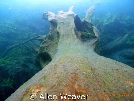 Prehistoric tree in the Media Luna cenote, San Luis Potosi by Allen Weaver 