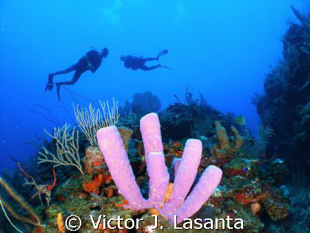 view in new dive site in parguera area,,,come dive pargue... by Victor J. Lasanta 