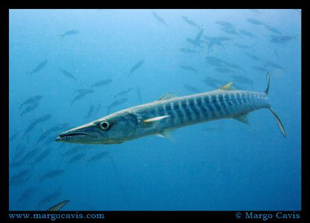 Barracuda in Australia. Shot with Canon 400D Rebel XTi wi... by Margo Cavis 