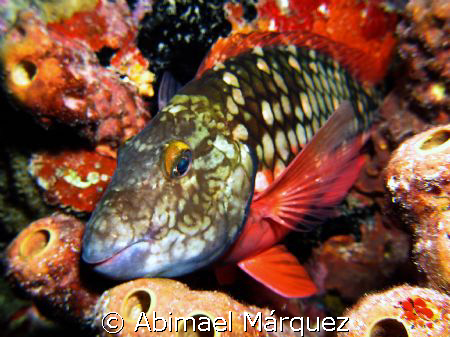  Sleeping Stoplight Parrotfish, Night Dive, Bonaire  by Abimael Márquez 