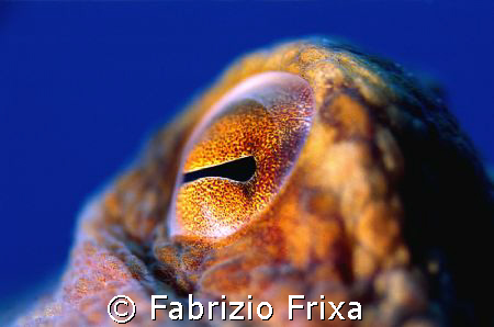 Octopus eye's. by Fabrizio Frixa 