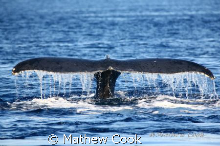 "Humpback Fluke". This whale was so close to us we could ... by Mathew Cook 