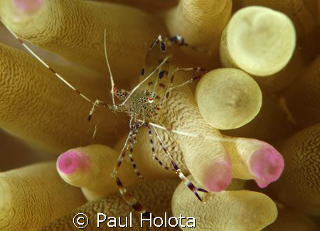 Pedersen's cleaner shrimp riding on an anemone. Bonaire. ... by Paul Holota 