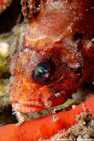 Scorpionfish. Picture taken at the pier in Dauin, Negros. by Anouk Houben 