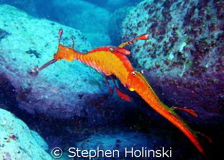 Weedy Sea Dragon on a dive at Bondi Beach, Sydney Austral... by Stephen Holinski 