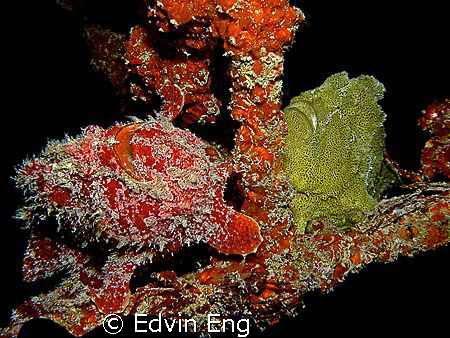 Non Identical Twins! Taken in Mabul with Canon G9. by Edvin Eng 