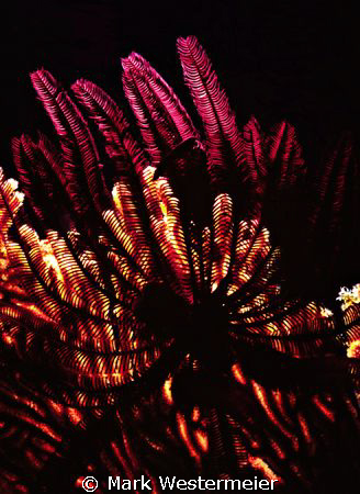 Crinoids - Image taken in Northern Fiji Islands with a Ni... by Mark Westermeier 
