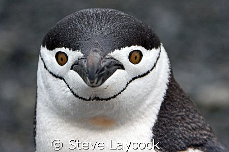 Chinstrap penguin, admiring his reflection in the lens by Steve Laycock 