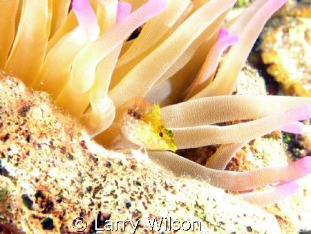Diamondhead Blenny hanging out in an anemone in the Cayma... by Larry Wilson 