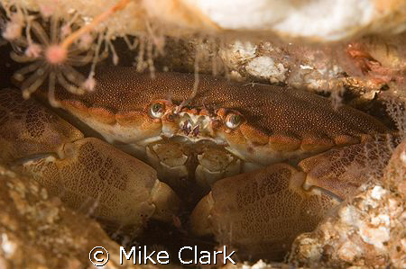 Edible Crab
Nikon D70 WITH 60MM LENS,2 x strobes by Mike Clark 
