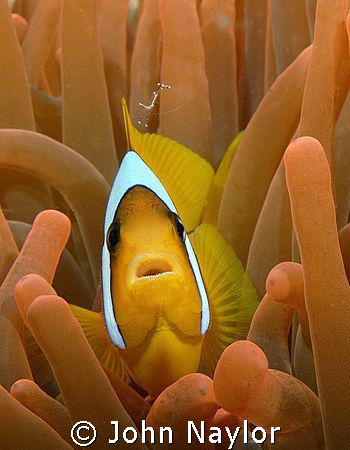 clown fish in red anemone by John Naylor 