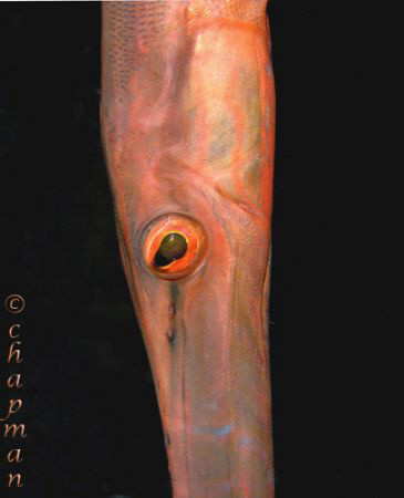Closeup on Trumpetfish. Lembeh. Nikon D200. 105mm lens. by Leigh Chapman 