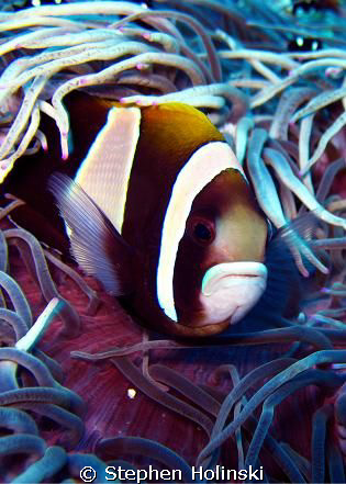 Clownfish...who looks like a sadd? or maybe angry? Clown.... by Stephen Holinski 