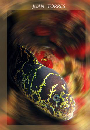 Chain moray eel.  Canon S70. by Juan Torres 