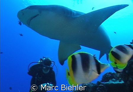 Lemon shark called "blanchette" with diver by Marc Biehler 