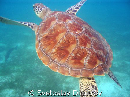 A turtle around the house reef by Svetoslav Dimitrov 