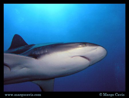 Reef shark in Roatan.  by Margo Cavis 