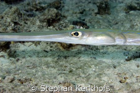 smooth cornetfish (fistularia commersonii), what's in an ... by Stephan Kerkhofs 