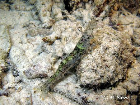 "Penaeus monodon"  A large greenish prawn that comes out ... by Bill Stewart 