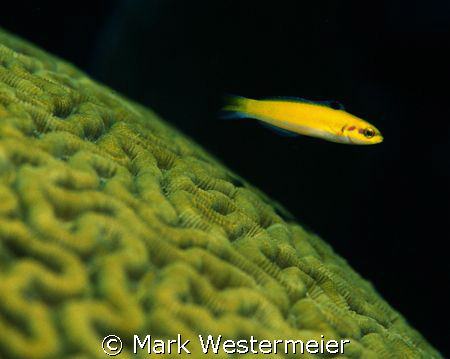 Wrasse over Coral - Image taken in Florida Keys with a Ni... by Mark Westermeier 