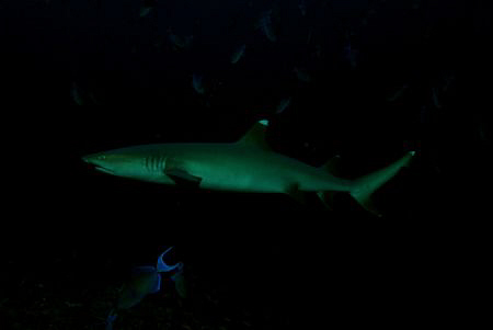 White Tip reef Shark. Nikon D80 by Andy Kutsch 