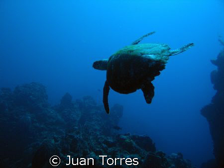 Silhouette of Hawksbill turtle, Mona Island, Puerto Rico.... by Juan Torres 