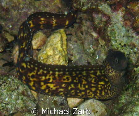 Moray eel on Maury Wreck off Valletta.

Since spear fis... by Michael Zarb 