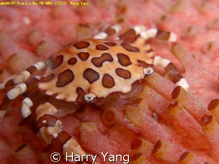 Cucumber Harlequin Crab.
Xiao Liu Qiu,TAIWAN. 2008/1/19 ... by Harry Yang 