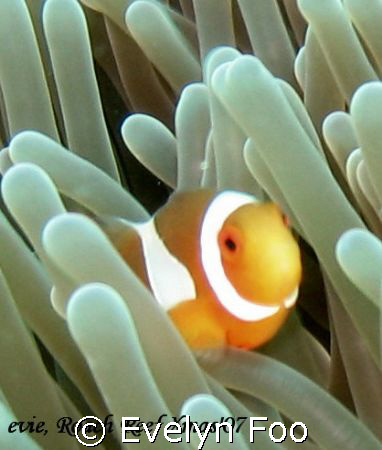 Clown anemone fish by Evelyn Foo 