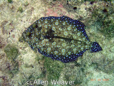 Rainbow flounder in Negril Jamaica. by Allen Weaver 