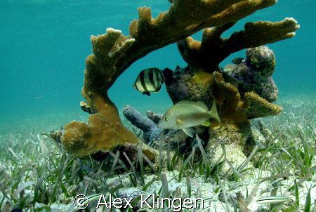 Taken in Belize while snorkeling, natural light by Alex Klingen 