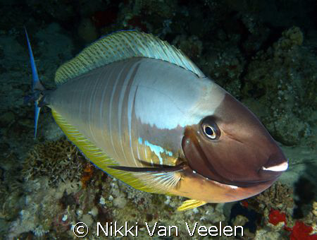 Surgeonfish inspecting my camera. Taken on a night dive a... by Nikki Van Veelen 