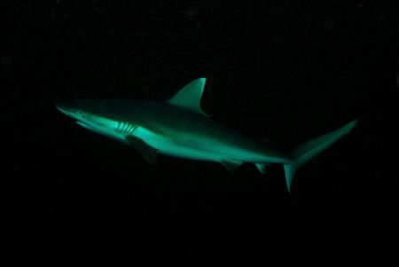 Grey Reef Shark in the maldives. Divesite Madivaru. Nikon... by Andy Kutsch 
