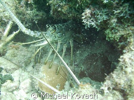 Couple of lobster on tne inside reef at Lauderdale by the... by Michael Kovach 